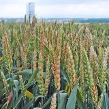Vliv fuzarióz klasu na kvalitu odrůd pšenice