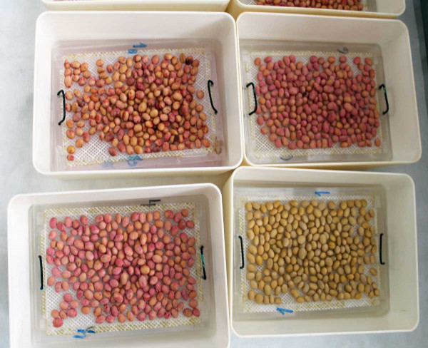 Misky se semeny po ukončení testu urychleného stárnutí (TUS)