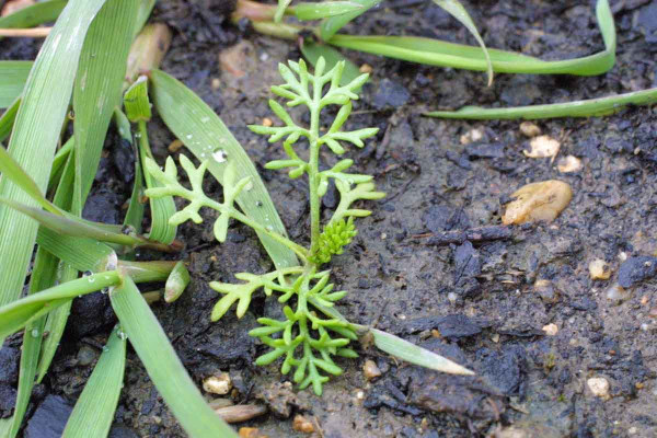 Rostliny heřmánkovce přímořského jsou schopny prosadit se i na zapojených porostech