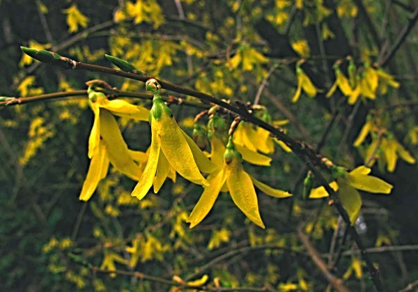 Květ zlatice prostřední (zlatý déšť)