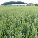 Ochrana pšenice ozimé proti poléhání