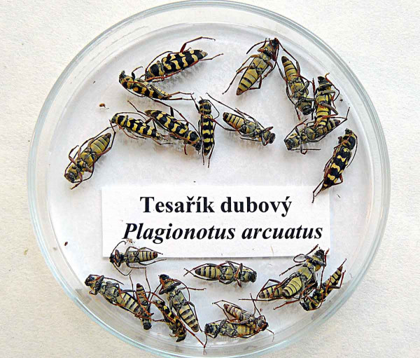Obr. 5: Tesařík dubový (Plagionothus arcuatus)
