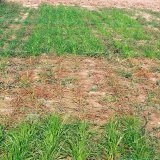 Eliminace výdrolu kulturních trav pěstovaných na semeno v následných polních plodinách se zřetelem na řepku ozimou