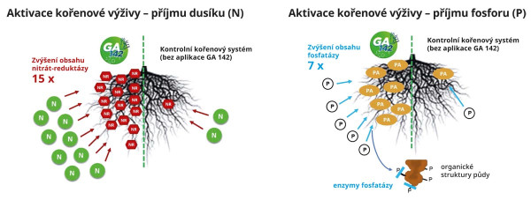 Schéma 1: Vliv GA 142 na aktivaci kořenové výživy pomocí enzymů nitrát reduktázy a fosfatázy