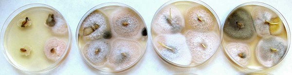 Obr. 3: Sklizené zrno na Petriho miskách; před kultivací na Petriho miskách bylo na zrna vlevo aplikováno 5 μl Serenade
