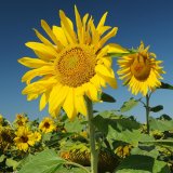 Snížit škodlivost slunečnice jako zaplevelující plodiny