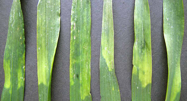 Obr. 7: Listy pšenice poškozené po aplikaci herbicidu