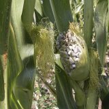 Choroby kukuřice (2): Houbové choroby kukuřice I.