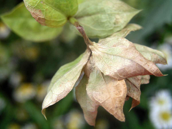 Lámání stonku pod květem - Botrytis cinerea