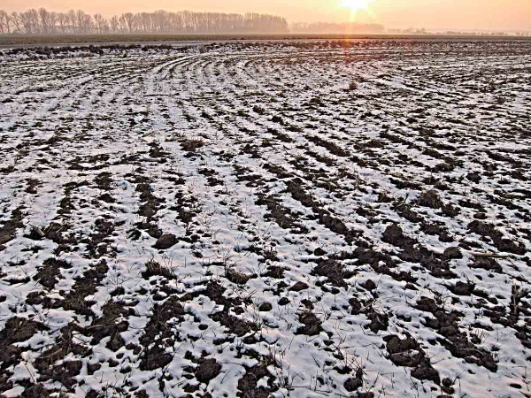 Ozimá pšenice pod sněhem