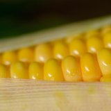 Nově registrované hybridy kukuřice, 2022