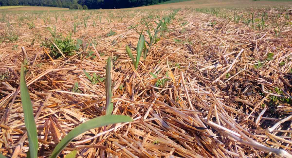 Kukuřice setá do zbytků meziplodiny, založená s podrýváním, vegetace meziplodiny ukončena 17. 12.  (k dispozici bylo 5 měsíců pro regeneraci vodní bilance)