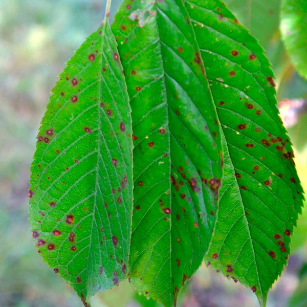 Obr. 5: Suchá skvrnitost listů třešně