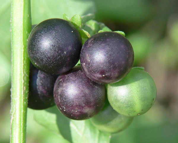 Ľuľok čierny - plody