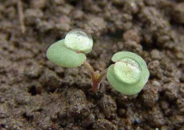 Obr. 8: Kapka rosy vytvořená na povrchu děložních listů kakostu maličkého