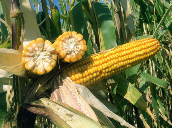 Hybrid kukuřice DKC3419