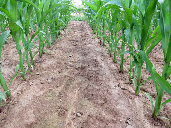 Čistý porost ošetřený preemergentně herbicidem Balaton Plus (4,0 l/ha)