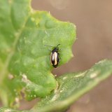 Dřepčíci rodu Phyllotretta a dřepčík olejkový - jaká je současná situace s rezistencí vůči insekticidům?
