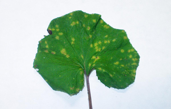 Líc listu napadeného rzí Coleosporium tussilaginis 