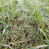 Možnosti regulace trávovitých plevelů v ozimých obilninách na jaře