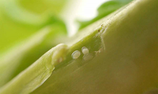 Krytonosec řepkový - vykladená vajíčka