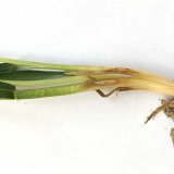 Výskyt stéblolamu a odolnost odrůd ozimé pšenice