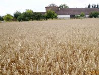 Účinnost herbicidu BeeFlex 0,5 l/ha v ozimé pšenici od aplikace až do sklizně - před sklizní