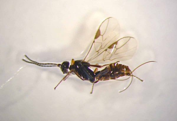 Obr. 5: Blacus nigricornis, zřejmě důležitý parazitoid larev blýskáčků na řepce jarní; též na zpožděných porostech (dlouhou kvetoucích) řepky ozimé se relativně hojně vyskytuje