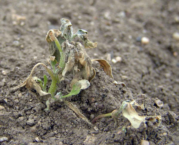 Obr. 1: Pokud je ošetření kontaktními listovými herbicidy provedeno ve vyšších růstových fázích plevelů (na obrázku merlík bílý po aplikaci phenmediphamu), může docházet k regeneraci (obrůstání) plevelů z adventivních pupenů