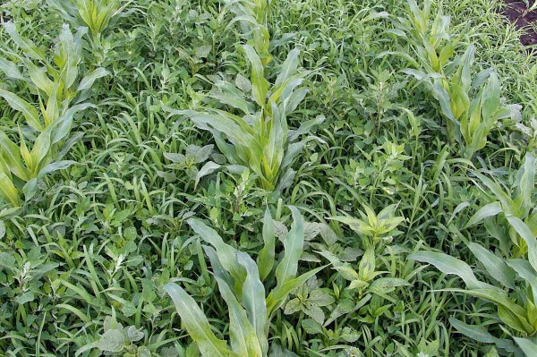 Obr. 3: V této růstové fázi plevelů již obvykle herbicidy nedokáží zcela  eliminovat všechny plevele, které navíc spotřebují ke svému růstu poměrně hodně vody; taktéž kukuřice bývá v pozdějších růstových fázích citlivější k poškození herbicidy