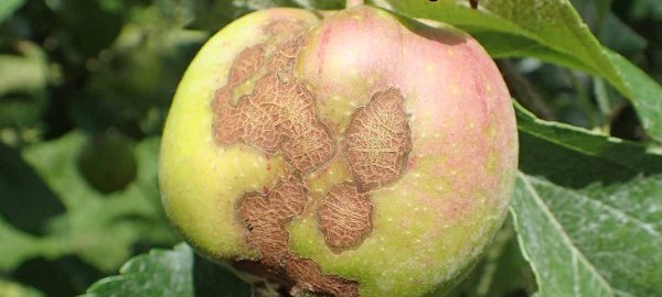 Ochrana ovoce v integrované produkci během září a října