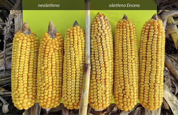 Vliv použití Encery v kukuřici na lepší opylení palic a tvorbu více zrn