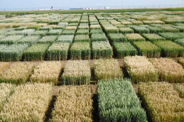 Obr. 2: Genetické zdroje pšenice - rezervoár s potenciálem k výběru vhodných vlastností, lokalita Praha-Ruzyně