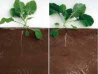 Podpora růstu kořenů při podzimní aplikaci Caryx® (zdroj: BASF)