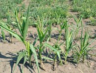 Kukuřice dramaticky poškozená suchem, Znojemsko, srpen 2017