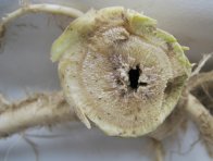 Poškodenie koreňov repky ozimnej hubou Phoma lingam