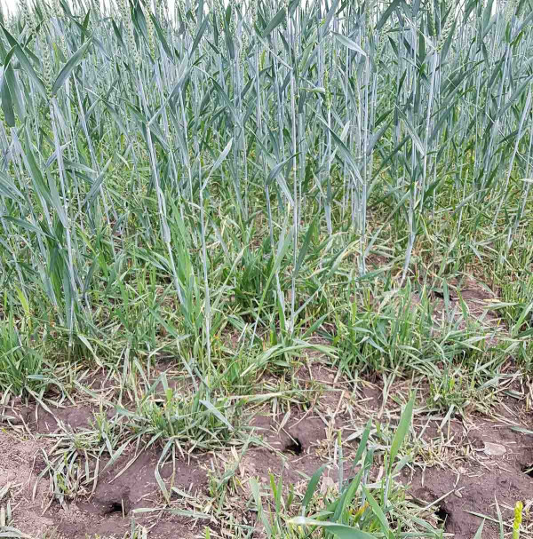 Obr. 13: Poškození ozimé pšenice hrabošem v červnu 2019