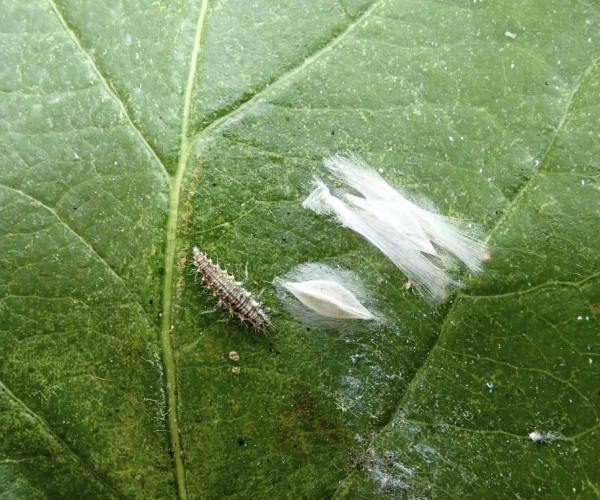 Podkopníček spirálový - zápředky na listu (v blízkosti zápředků se nachází larva zlatoočky - potenciální  predátor housenek)