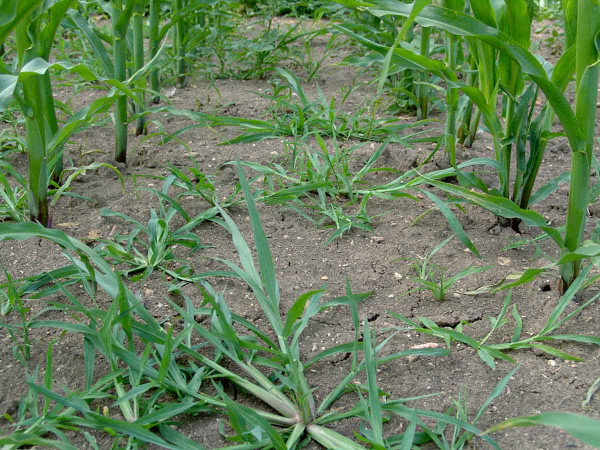 Obr. 1: Za sucha dochází u půdních herbicidů velmi často k selhání účinnosti na ježatku kuří nohu, zejména pokud jsou aplikovány preemergentně