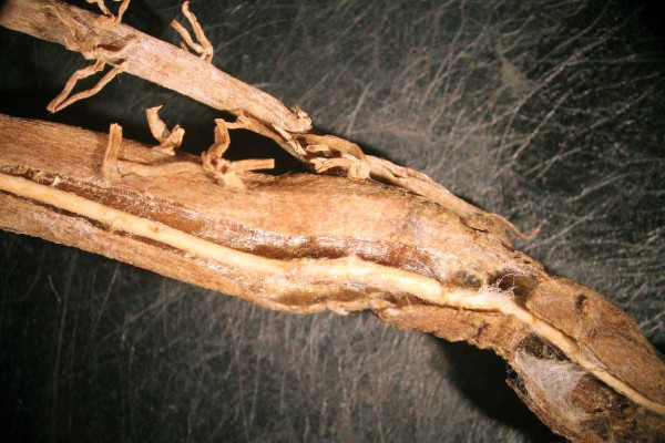 Pokročilé stadium poškození kořenů chřestu houbami rodu Fusarium