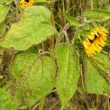 Choroby slunečnice: Padlí a rzivost slunečnice