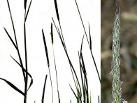 Psárka polní - jednoletá hustě trsnatá tráva, která může zaplevelovat všechny plodiny na orné půdě; postupně dozrávající obilky mají v půdě dlouhou životnost