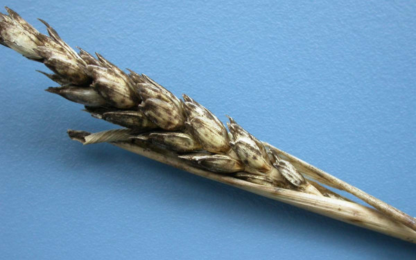 Klas pšenice napadený černí (Alternaria spp.)