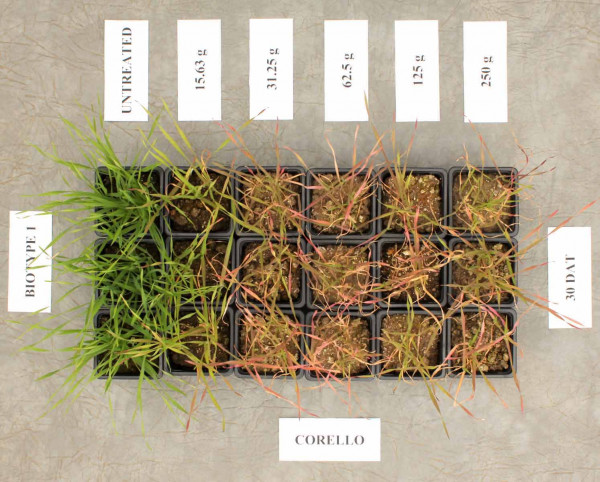 Obr. 1: Účinnost stupňovaných dávek herbicidu Corello - nosič DAM (30 dnů po ošetření)