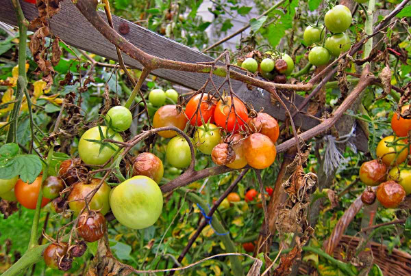 Plíseň rajčat na plodech