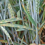 Fungicidní ochrana pšenice ozimé v proměnlivých podmínkách