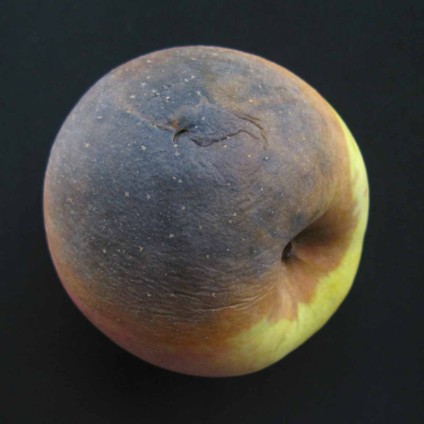 Skládková monilinová hniloba jablek
