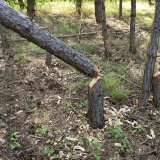 Poškození lesních porostů bobrem  a možnosti eliminace škod