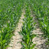 Postemergentní hubení plevelů v kukuřici herbicidem Monsoon