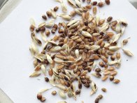 Zdravé obilky a snětivé hálky mazlavé sněti pšeničné
